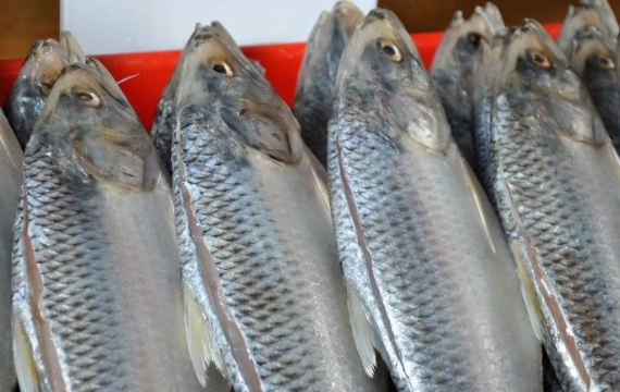 Ikan Terubuk Kian Terancam, Ukurannya Kecil-kecil